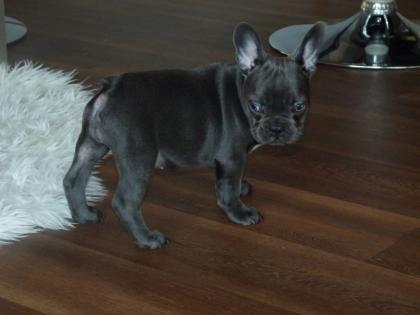 Französische Bulldoggen Welpen mit Ahnentafel