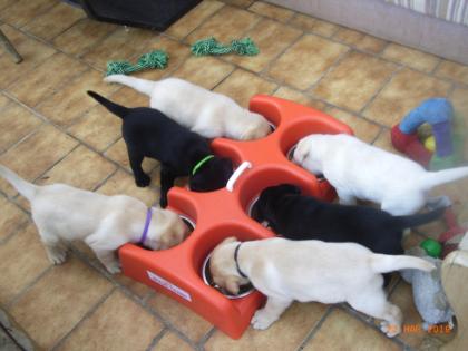 Labradorwelpen