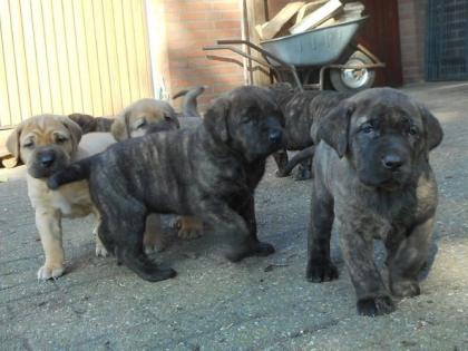 Wunderschöne Bullmastiff Welpen