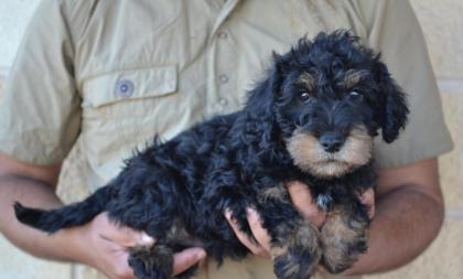 Mini Schnoodle welpen