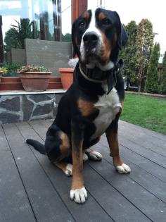Grosser Schweizer Sennenhund Deckrüde