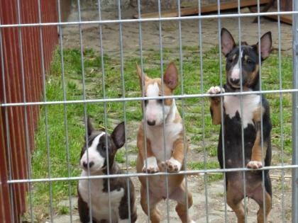 Miniatur Bullterrier welpen mit Papieren
