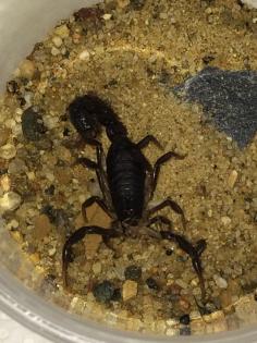 0. 0. 5 Parabuthus transvaalicus