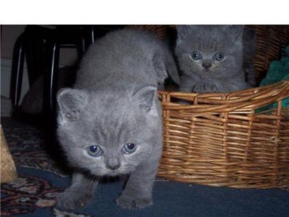3 reinrassige, wunderhübsche blaue BKH-Kätzchen Mädchen aus 4er Wurf sind noch