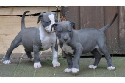 TOP Pitbull Welpen - Rüde, Altenburg