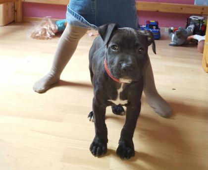 Wunderschönen American Stafford Terrier 12 Wochen alt Limo-rüde mit papiere FCI