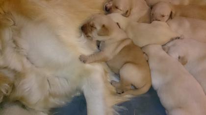 Wunderschöne Golden Retriever Welpen abzugeben