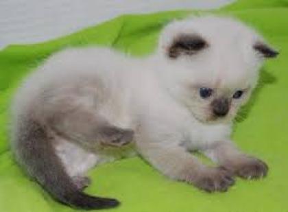 BKH-Kartäuserkitten aus rein blauen Linien