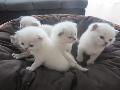 BKH-Kitten reinrassig weibchen und männchen