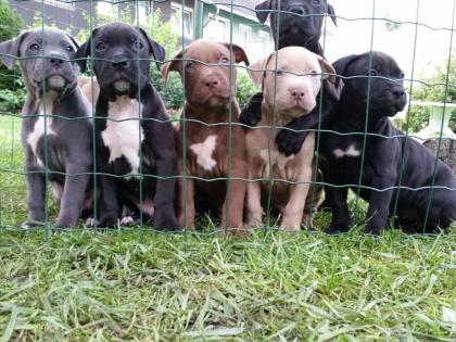 American Xxl Bully Welpen Blueline