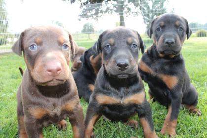 Reinrassige Dobermannwelpen Rüden/ Hündinnen