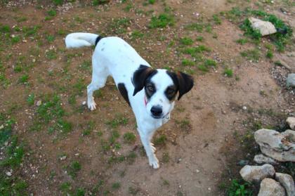 Tierschutzhund Mathilda sucht ein Zuhause