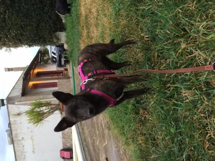 Goldie sucht ein Zuhause