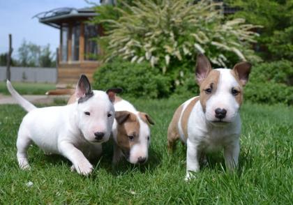 Miniaturbullterrier Welpen PLL CLEAR und reinerbig