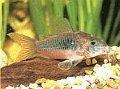 Corydoras aenus / Metallpanzerwelse