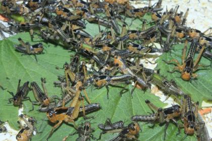 Wanderheuschrecken mittel / subadult günstig TOP FUTTERTIERE