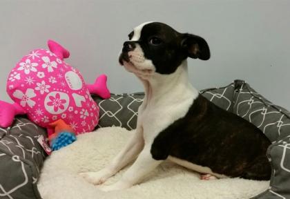 Wir bieten Boston Terrier Welpen zum Verkauf.
