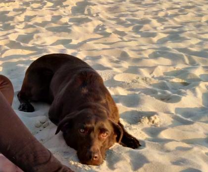 Labrador 5 Jahre aus gesundheitlichen Gründen abzugeben