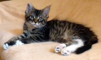 Kleine Maine Coon Lady sucht.