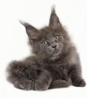 Maine Coon Kitten Blaubären der Extra Klasse