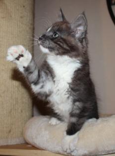 Black-smoke-white Kater mit Stammbaum