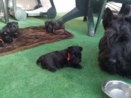 Bildschöne Scottish Terrier Welpen aus VDH / KfT