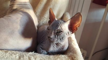 DON Sphynx Kitten zwei noch zu haben