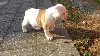 American Bulldog Welpen