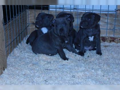 BLAUE Staffordshire Bullterriere Welpen