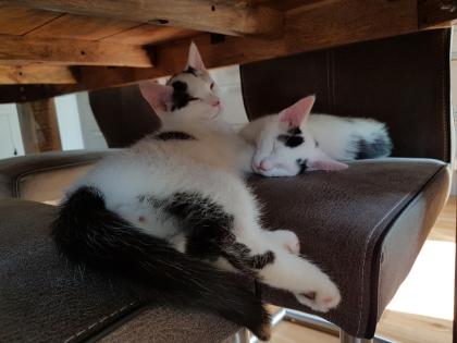 Sammy und Sina suchen ein Zuhause
