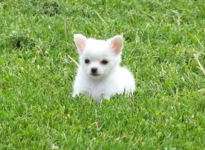 Chihuahua Welpen zu verkaufen