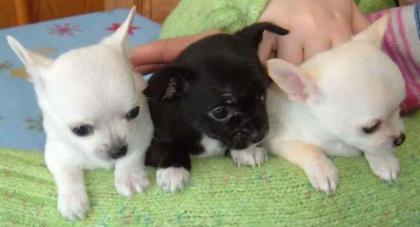 Chihuahua Welpen zu verkaufe