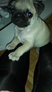 8 Wochen alt Mops