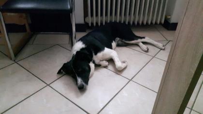 Lenny sucht ein neues Zuhause