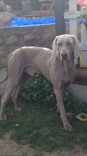 3 jähriger Weimaraner Rüde