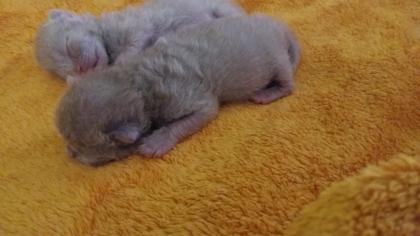 BKH Kitten männlich