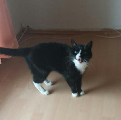 Dringend Hauskatze abzugeben