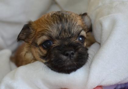 Malteser/ Shih tzu Welpen