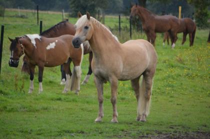 Suche zuverlässige Reitbeteiligung für Westerngerittenen Haflinger