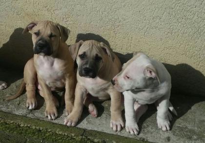 Top xxl American Pitbull Terrier Blue-Line Welpen