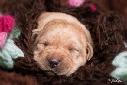 Labradorwelpen aus alter englischer Blutlinie zu verkaufen
