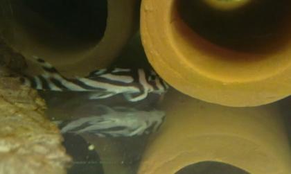 Netter L046 Zebra pleco