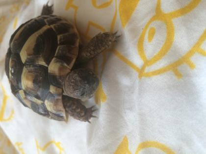 Griechische Landschildkröte in liebevolle Hände abzugeben