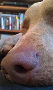Hundetraining - Problemhundetraining