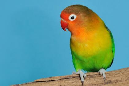 Pfirsichköpfchen grüner Vogel entflogen