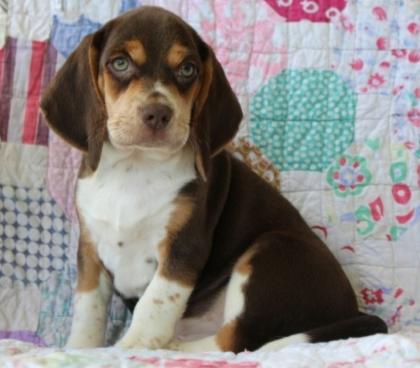 Beagle-Welpen zu verkaufen