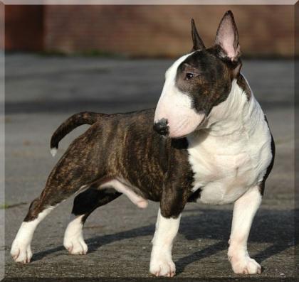 Wundervolle Miniatur Bullterrier welpen aus pll freier verpaarung