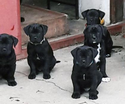 Dogo Canario/dogge