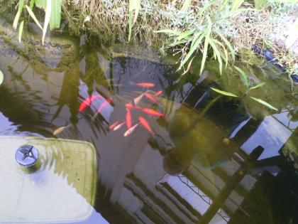 Goldfische