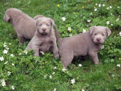 Wunderschöne Labrador Welpen
